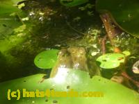 /home//u458753944/public_html/sourcegallery//Frogs/More bullfrogs/P1140016.JPG